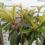 Mišpuľa japonská (Eriobotrya japonica) - výška 130-140 cm, kont. C10L (-12°C) - NA KMIENKU